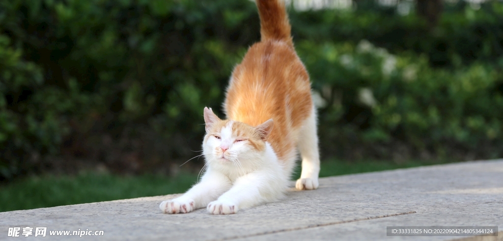 猫
