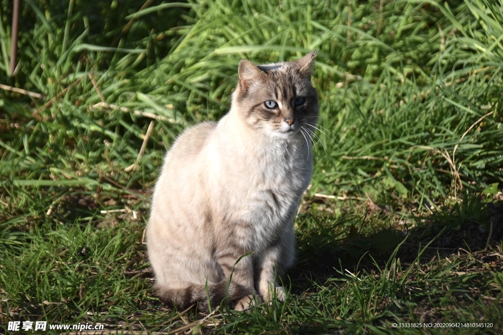 猫