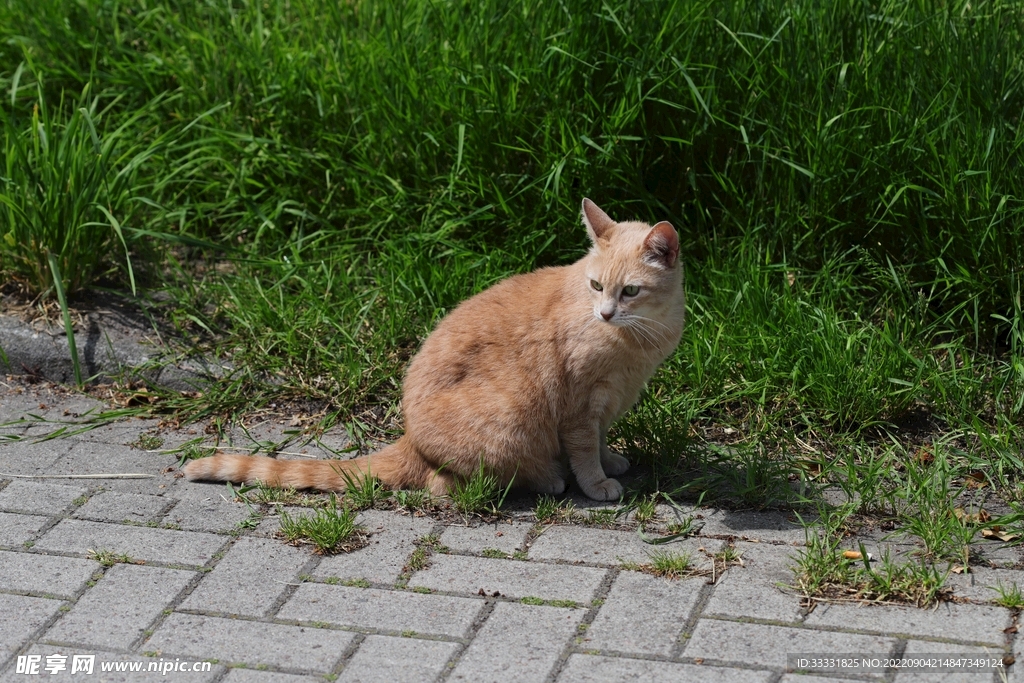 猫