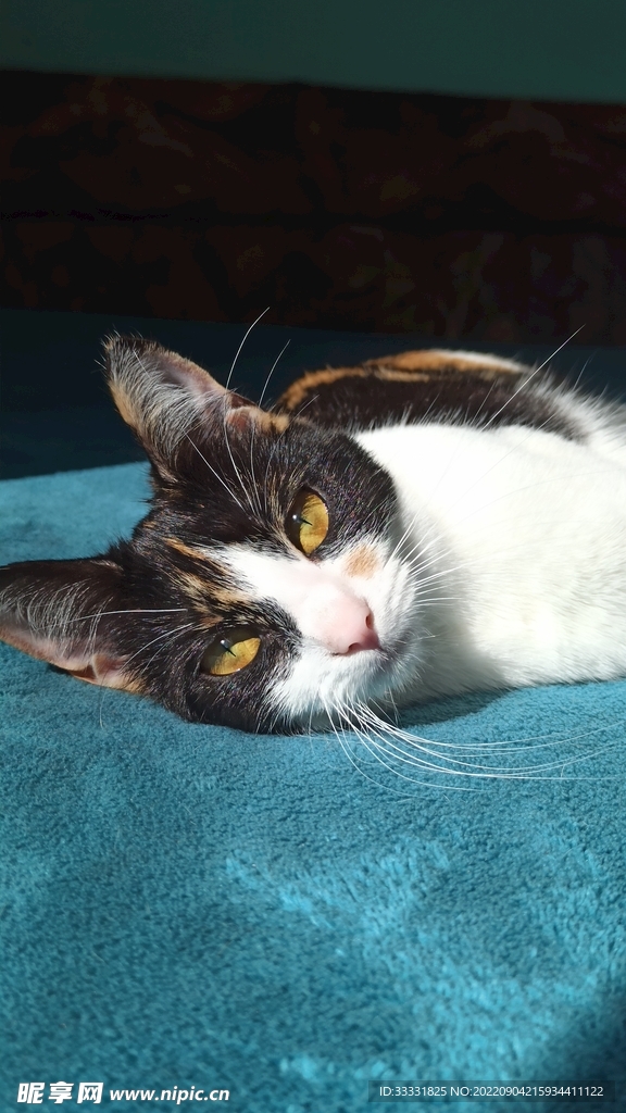 猫