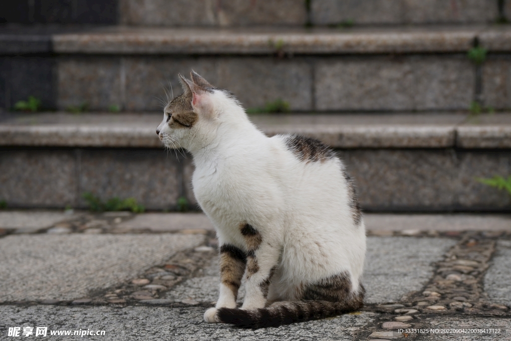 猫