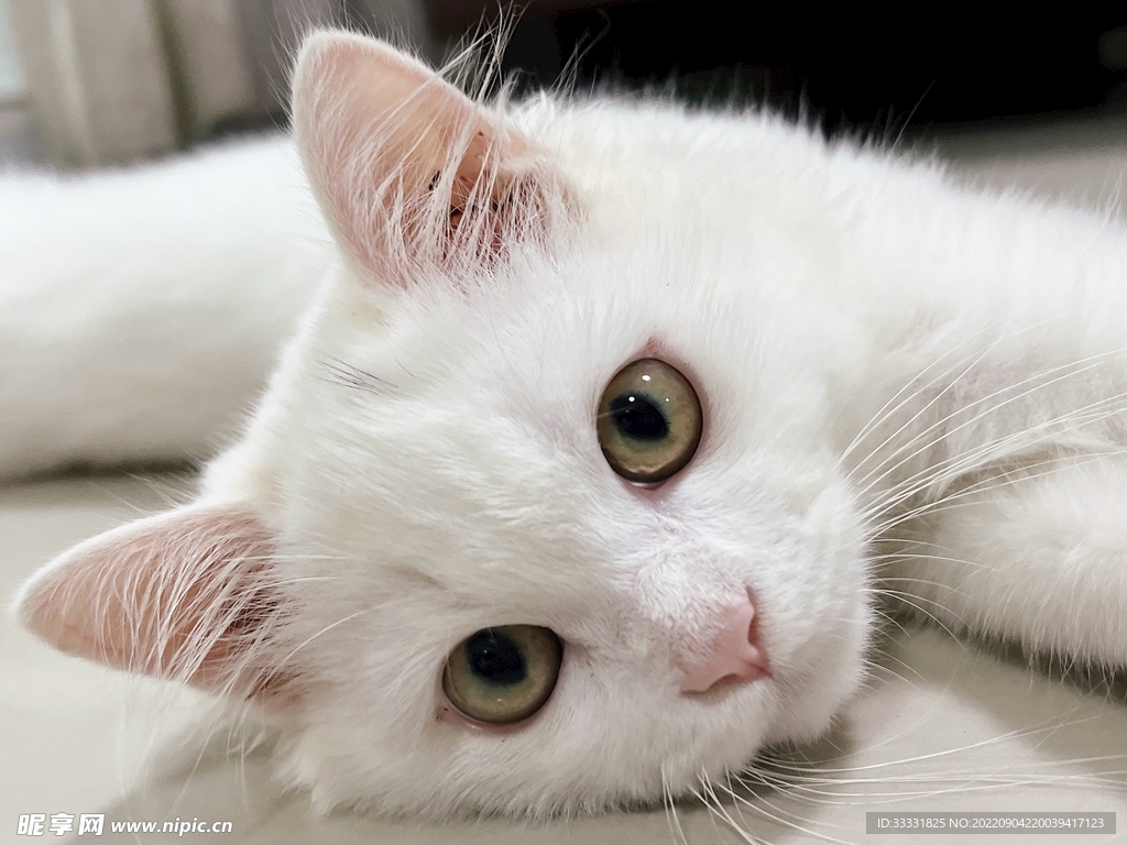 猫