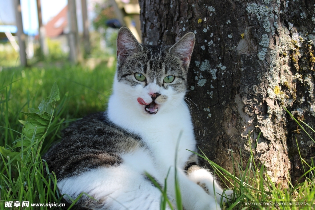 猫