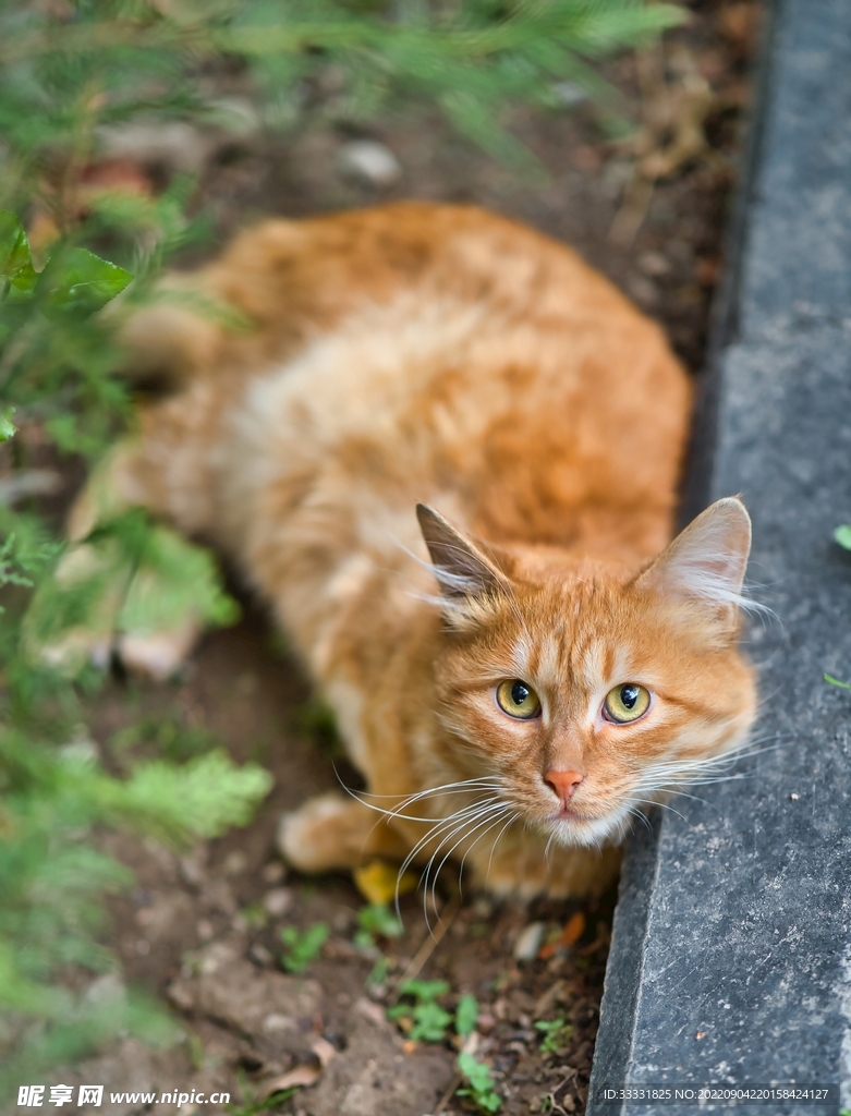猫