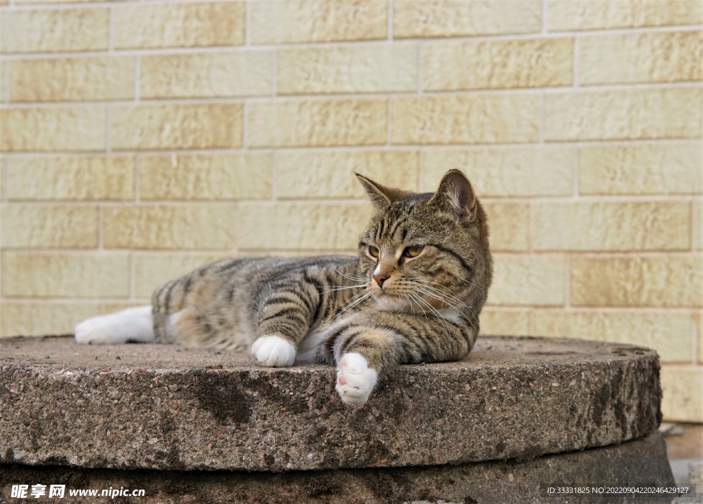 猫