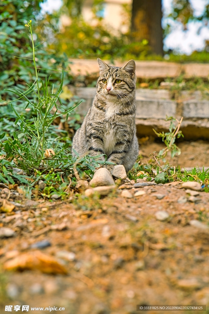 猫
