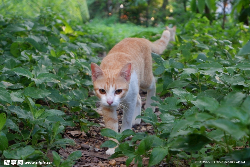 猫