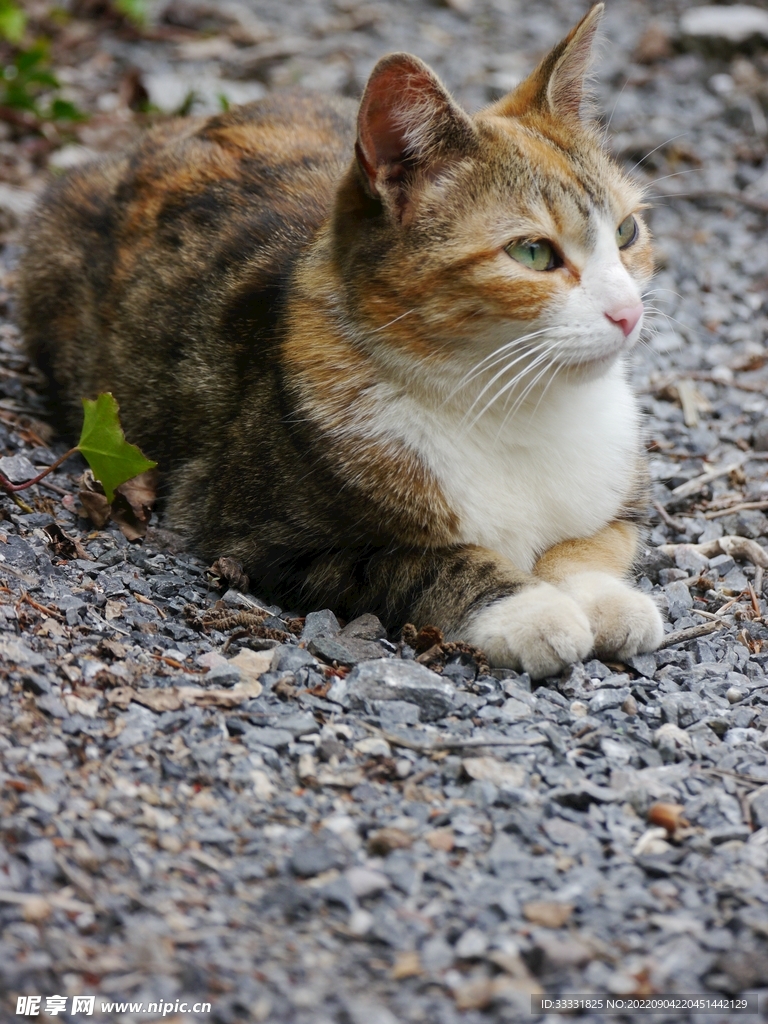 猫