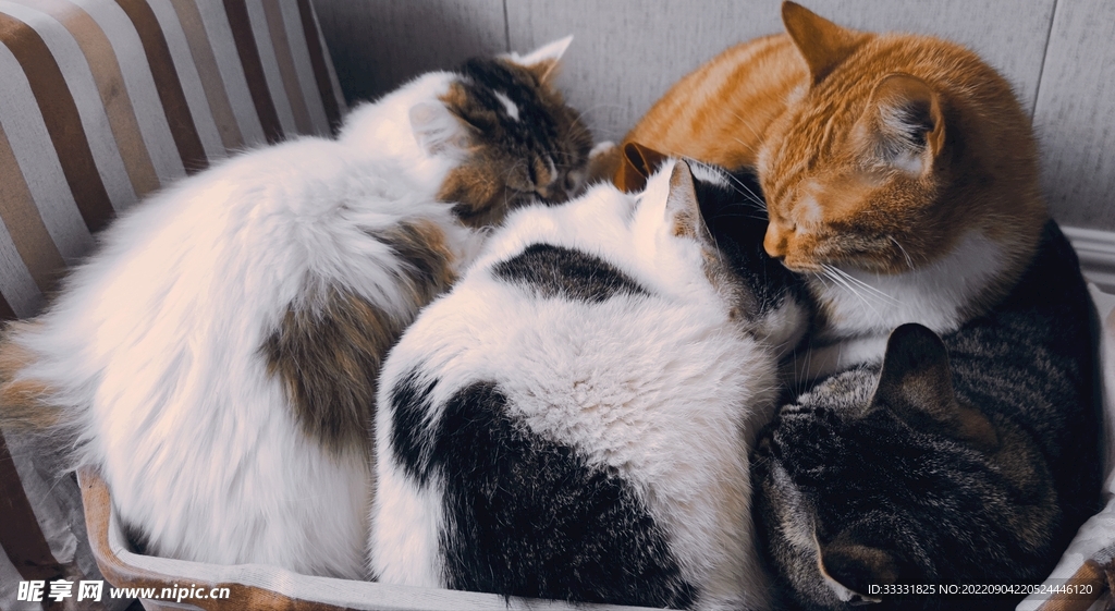 猫