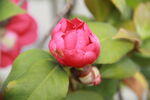山茶花
