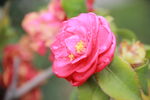 山茶花