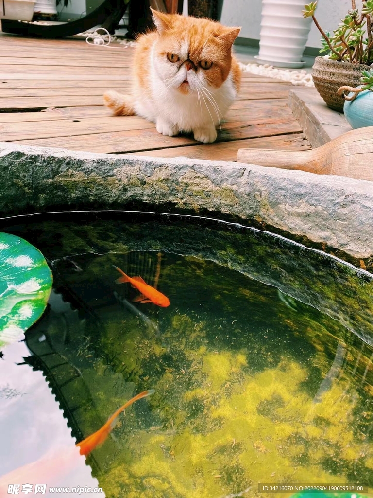 猫咪与鱼