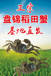 盘锦河蟹