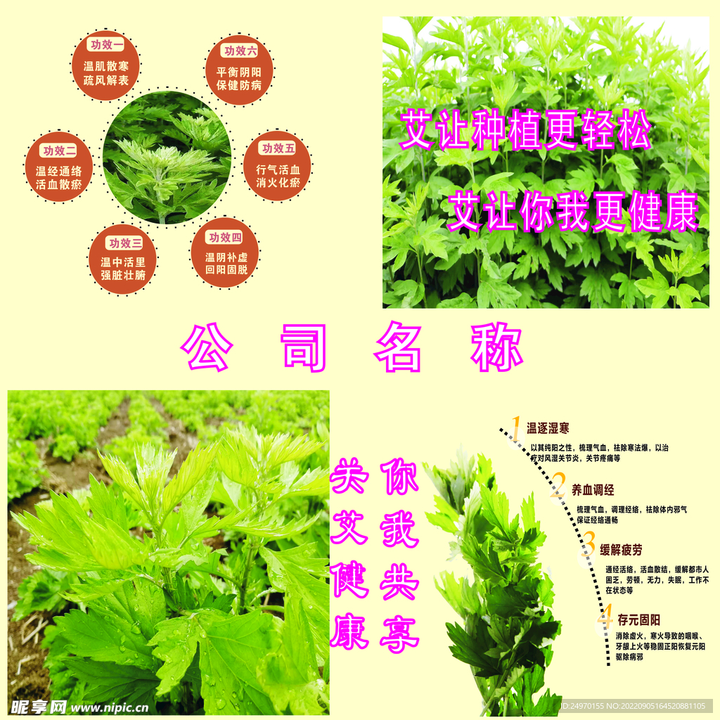  艾草背景图