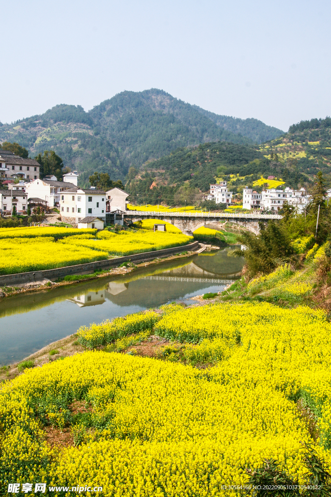 油菜花