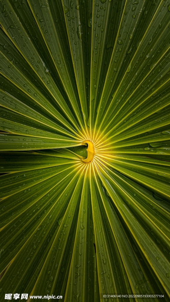 绿色植物纹路图片