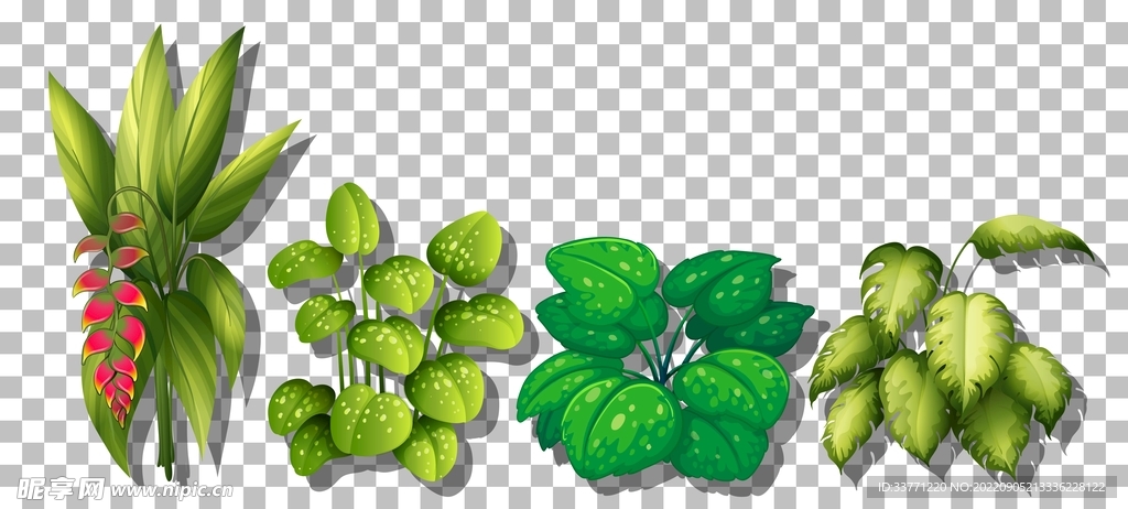 绿色植物