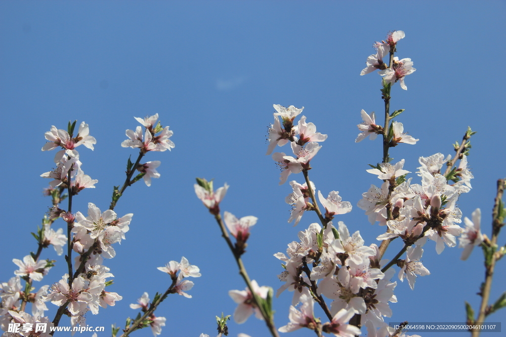 碧桃花开