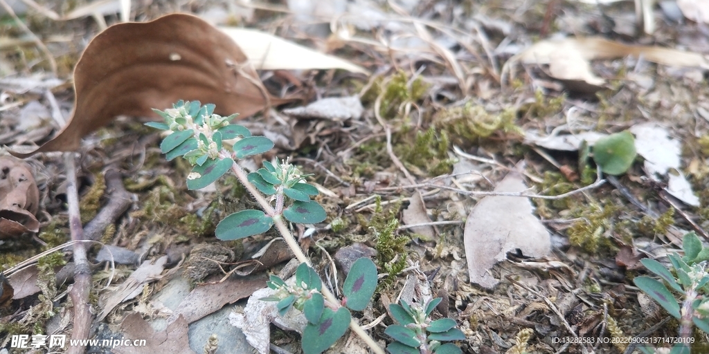 斑地锦草