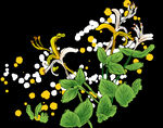 金银花