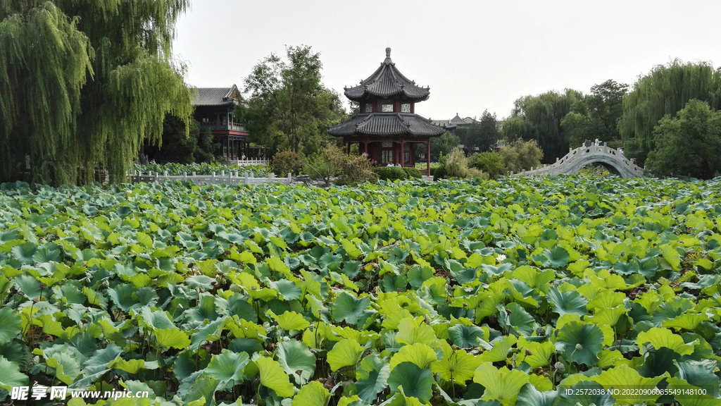 保定古莲花池