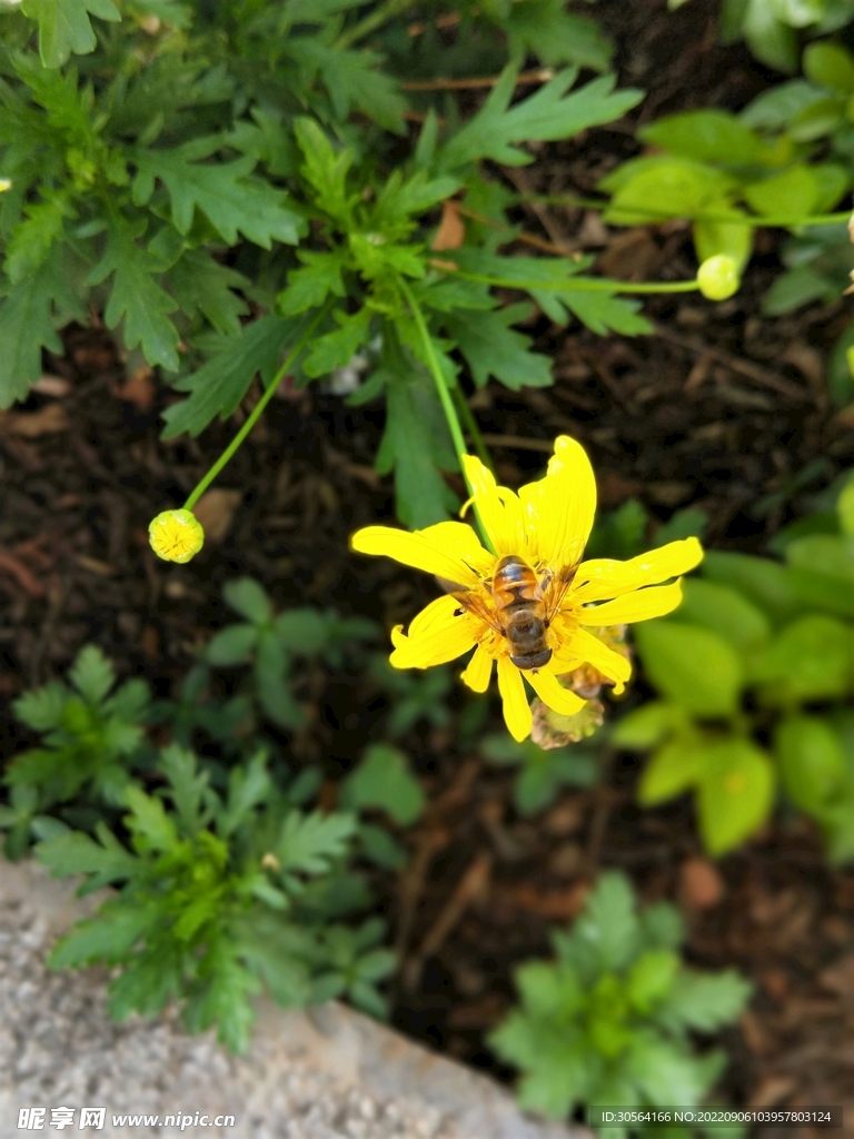 蜜蜂