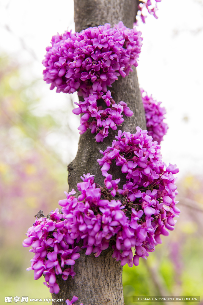 紫色花丛