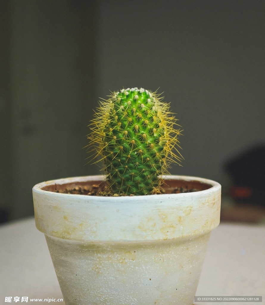 仙人掌