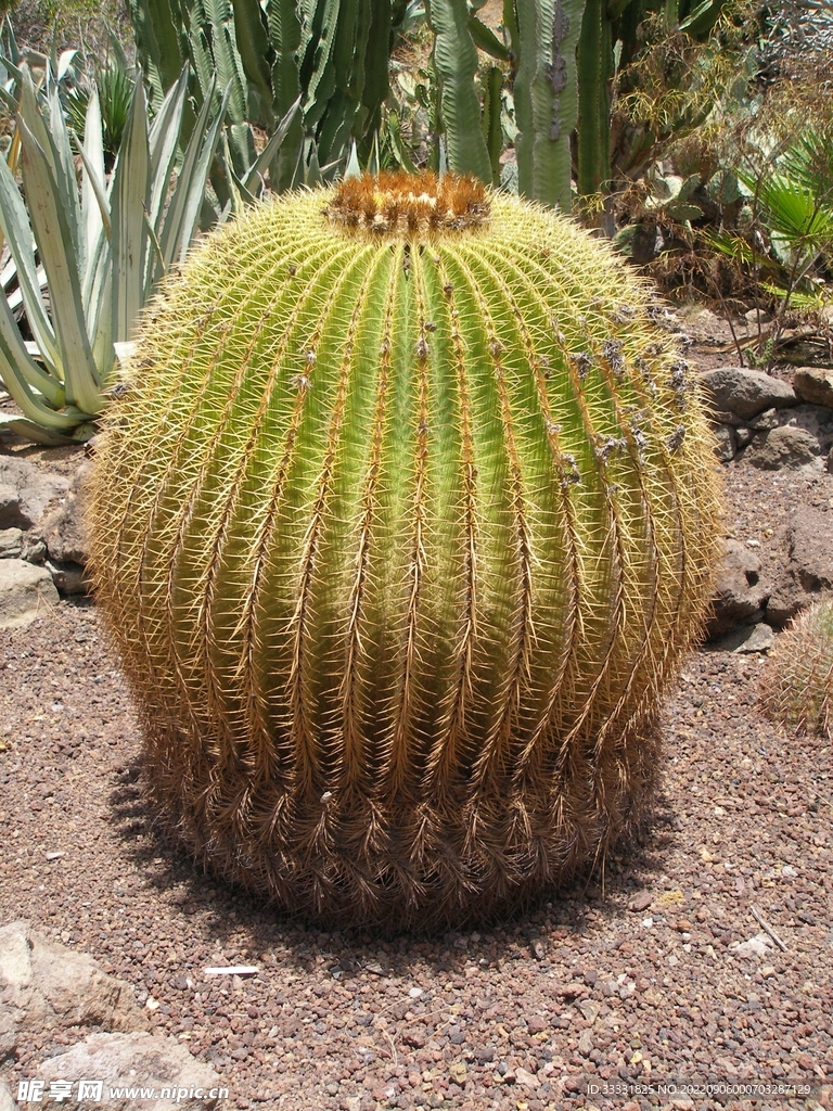 仙人掌