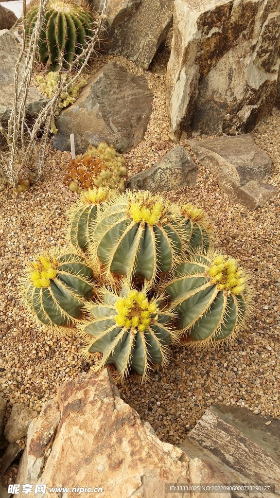仙人掌
