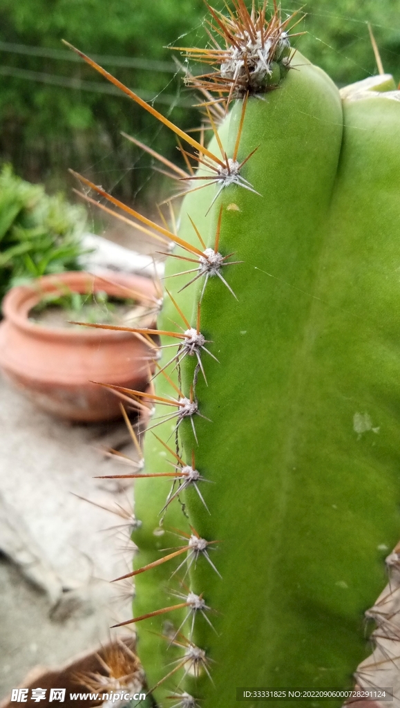 仙人掌