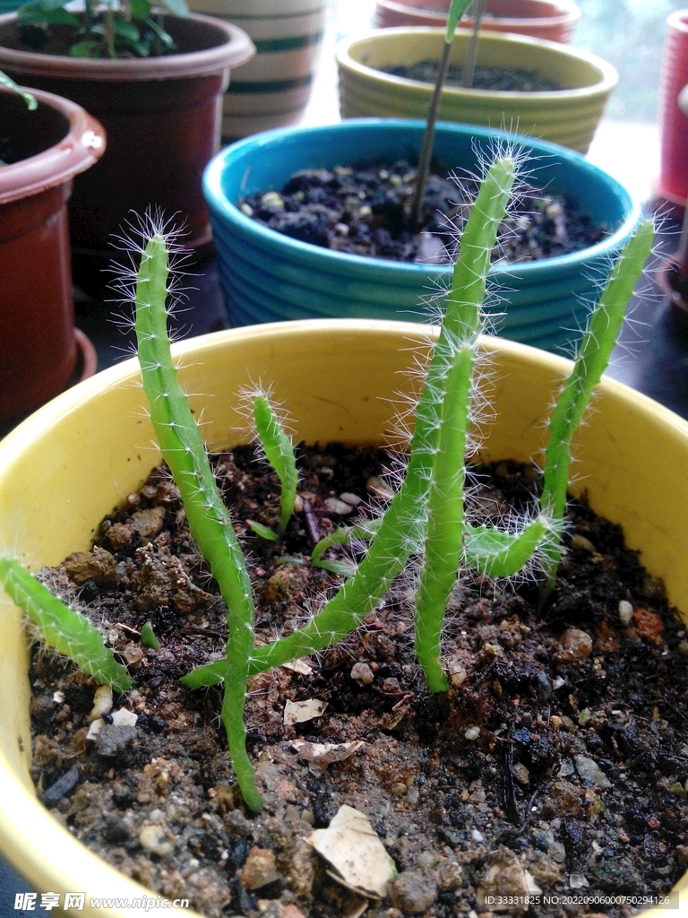 仙人掌