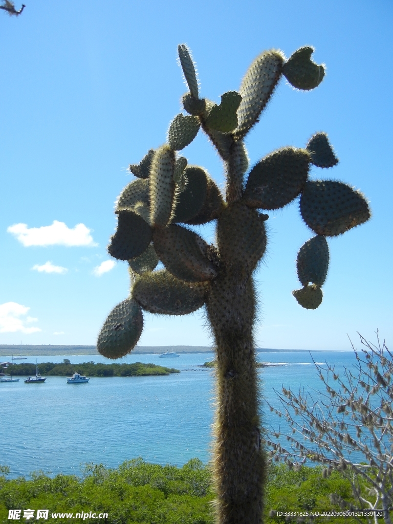 仙人掌