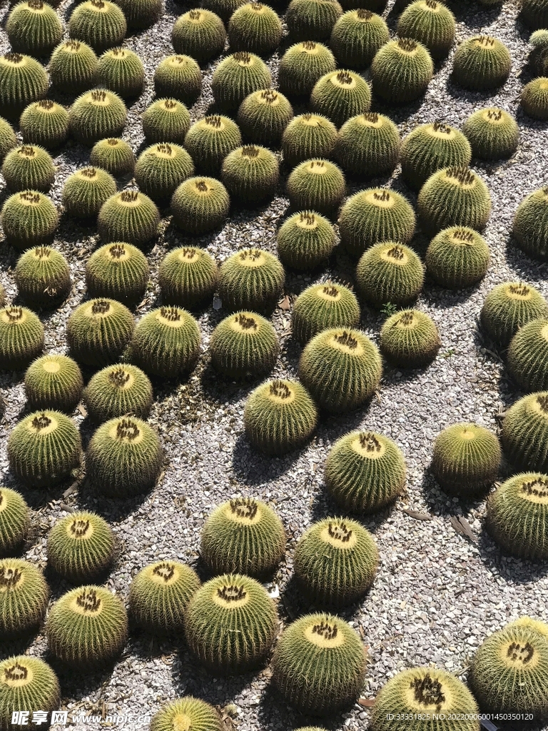 仙人掌