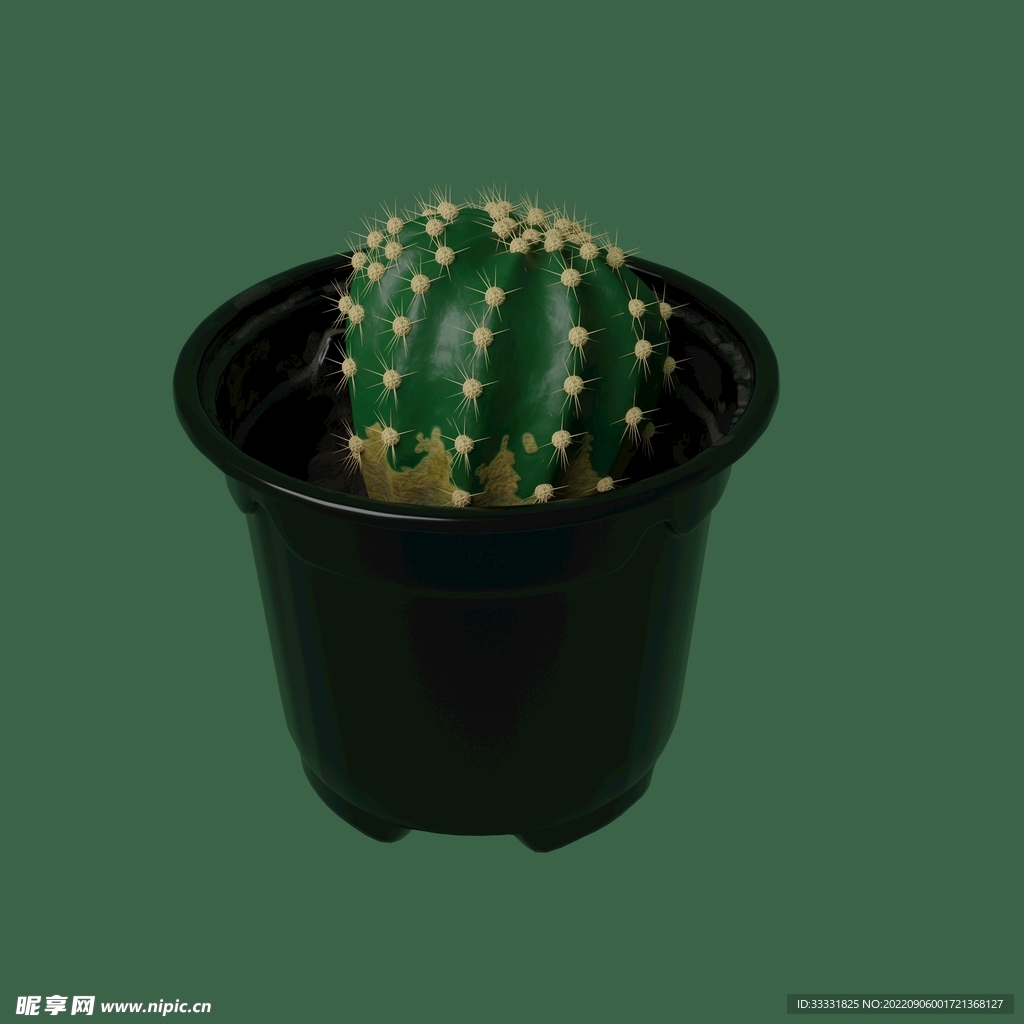 仙人掌