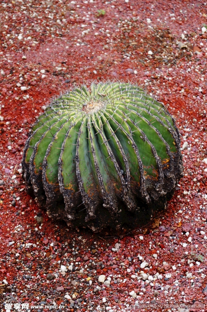 仙人掌