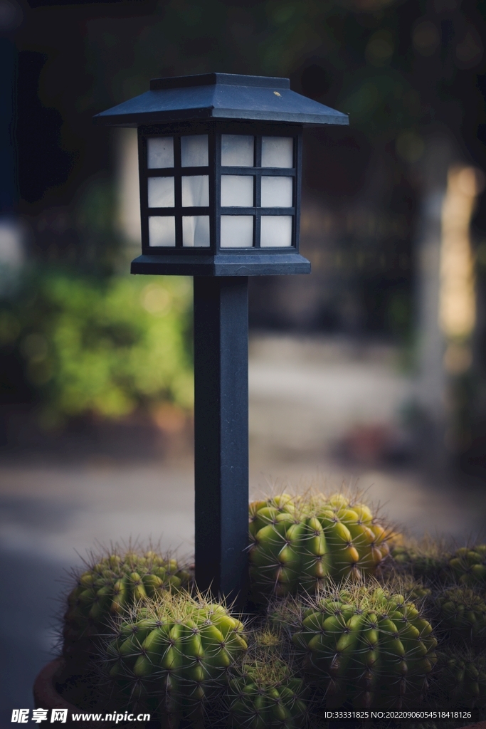 仙人掌