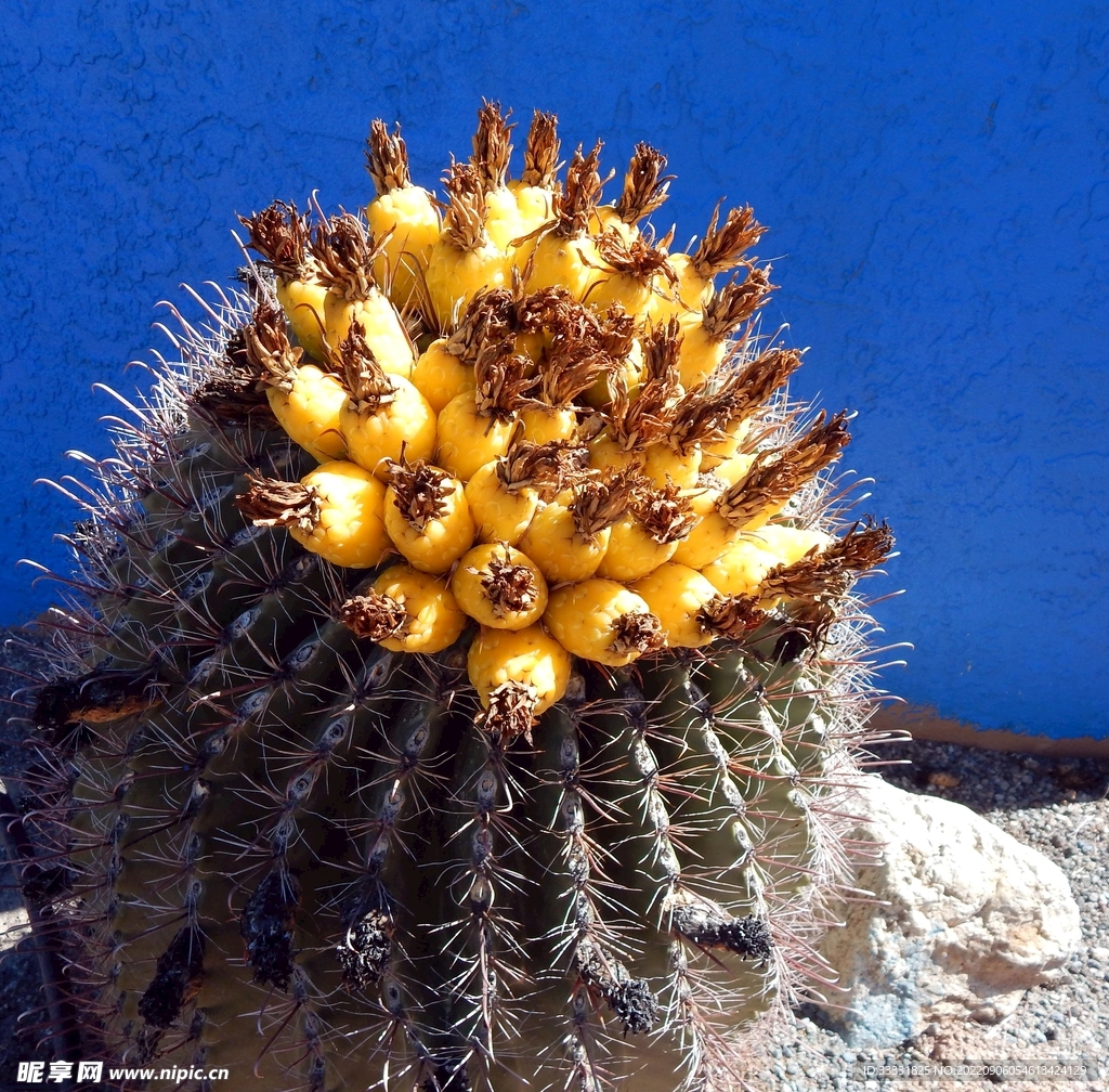 仙人掌