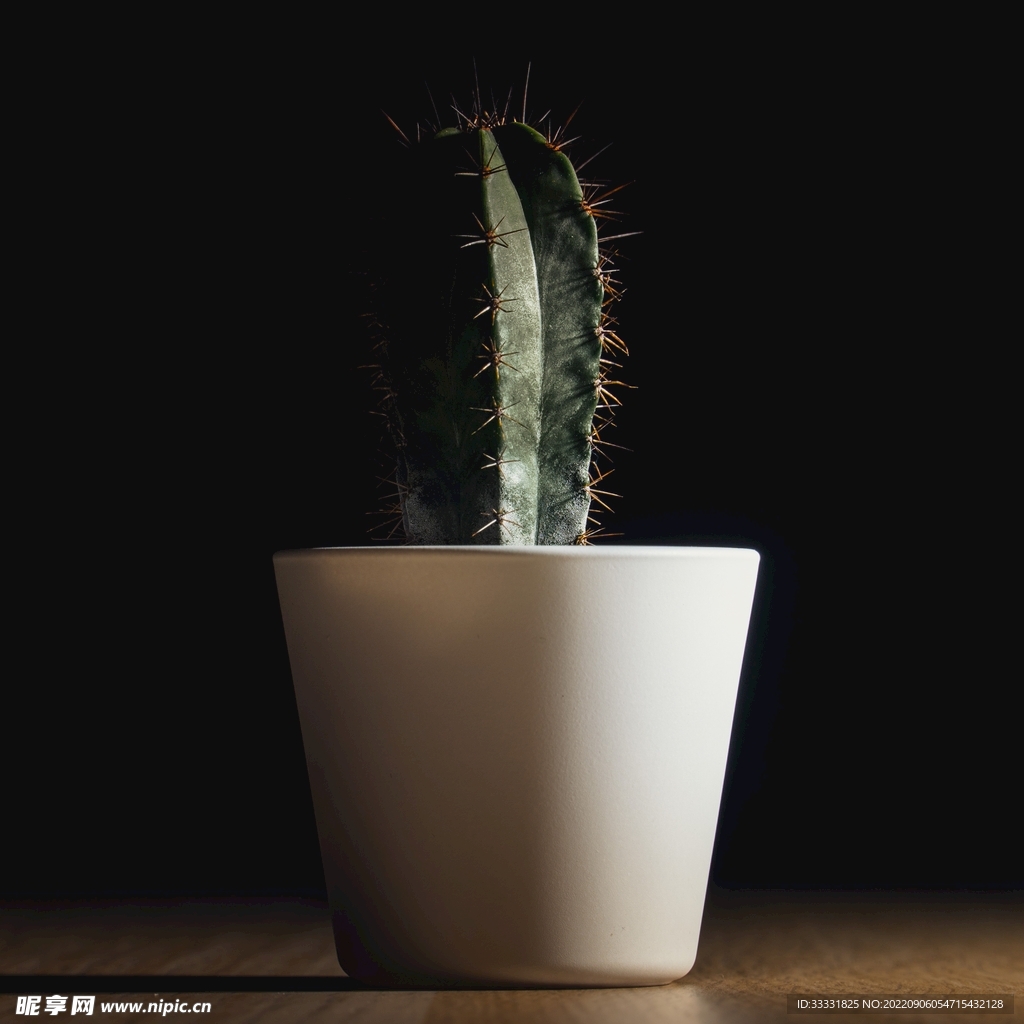 仙人掌