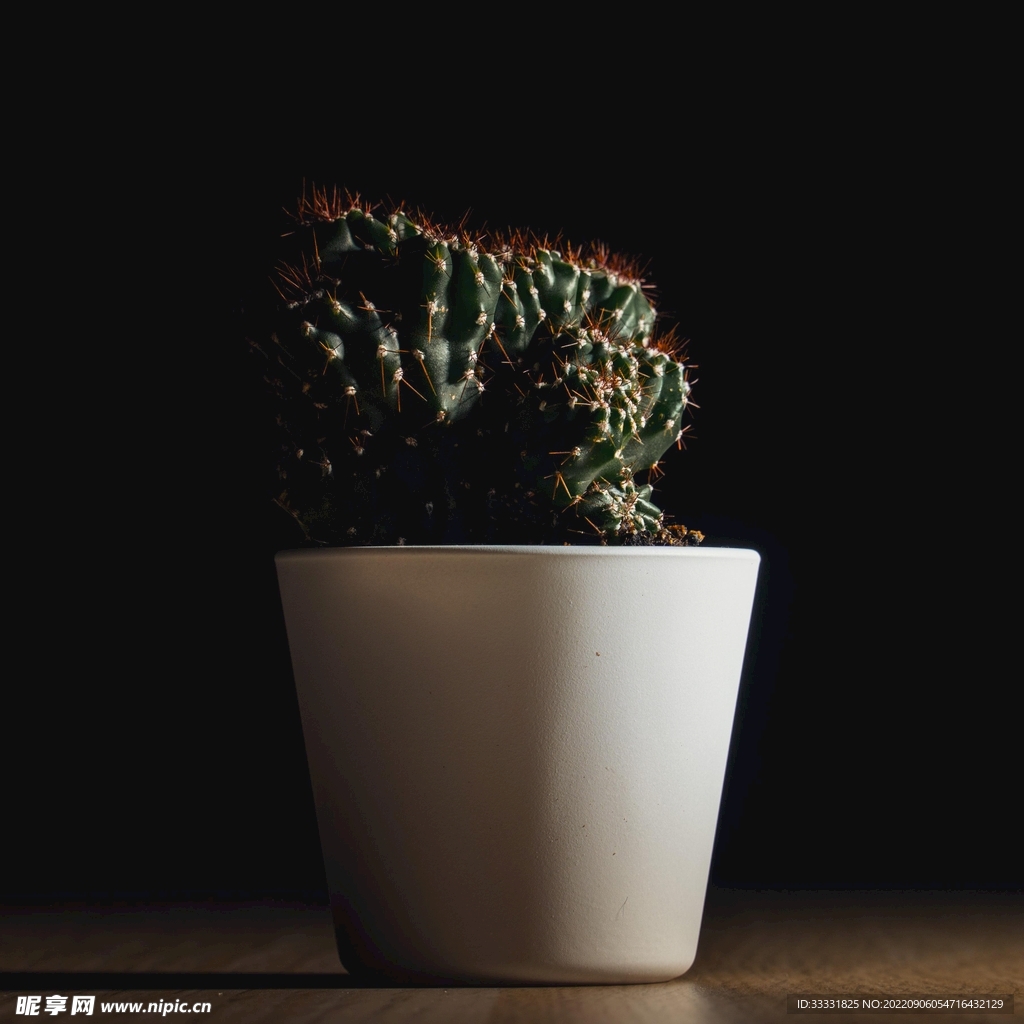 仙人掌