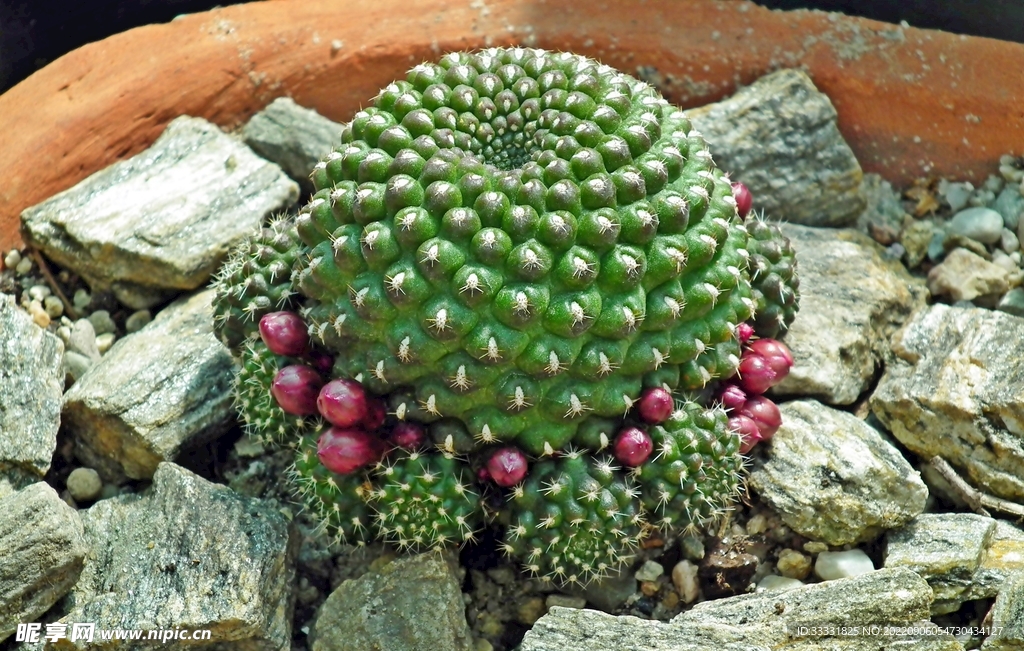 仙人掌