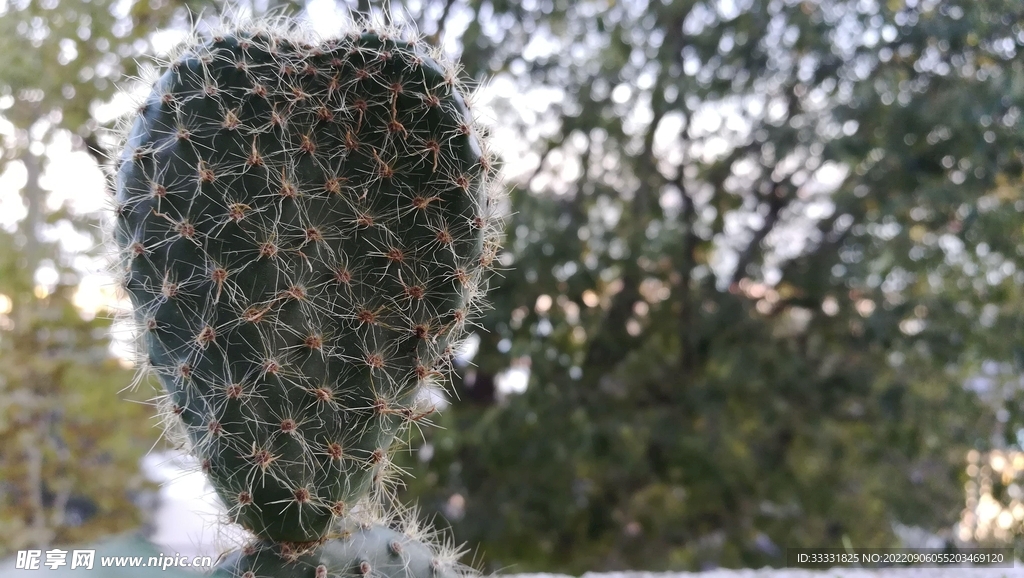 仙人掌