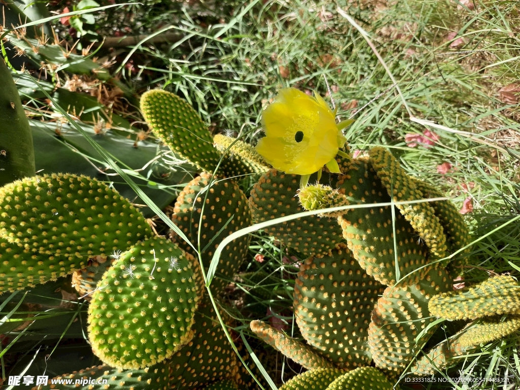 仙人掌