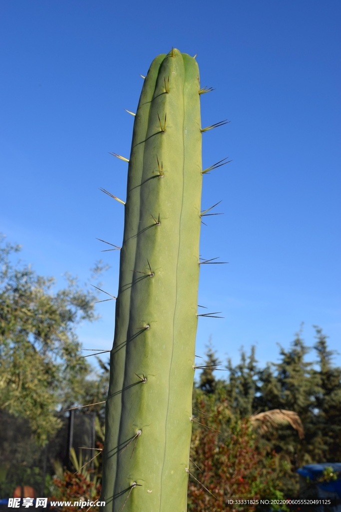 仙人掌