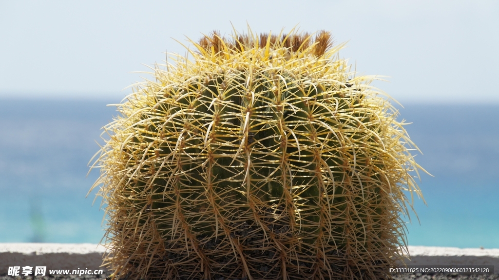 仙人掌