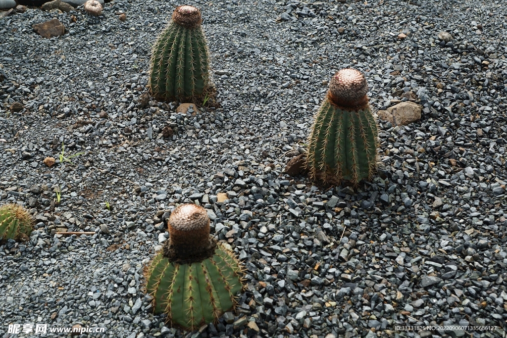 仙人掌