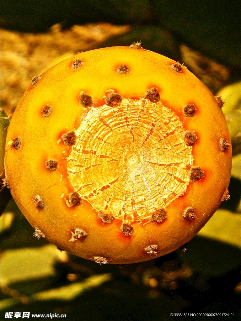 仙人掌