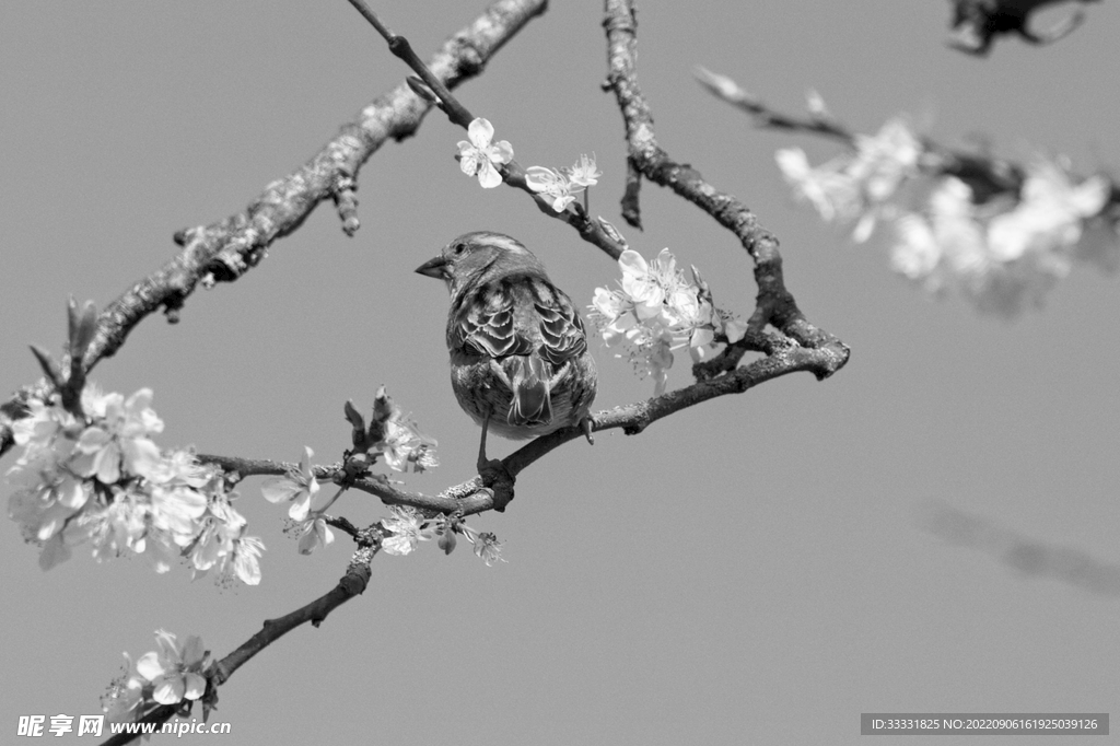 麻雀