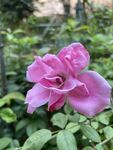 月季花特写