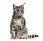 小猫